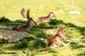 Fallow bucks sitting in the shade Royalty Free Stock Photo