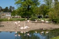 Fallow Dear in Ludwigsburg favourite palace park in spring time , southern Germany Royalty Free Stock Photo