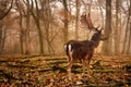 Fallow dear Royalty Free Stock Photo