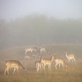 Fallow dear in morning mist on countryside of lower saxony in germany