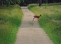 Fallow dear running over the road Royalty Free Stock Photo