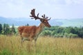 Fallow deer