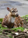 Fallow Deer Royalty Free Stock Photo