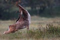 Fallow deer Royalty Free Stock Photo