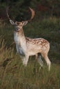 Fallow deer