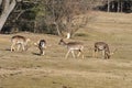 Fallow deer Royalty Free Stock Photo