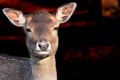 Fallow deer Royalty Free Stock Photo