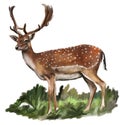 Fallow-deer Royalty Free Stock Photo