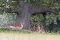 Fallow Deer Royalty Free Stock Photo