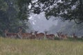 Fallow Deer Royalty Free Stock Photo