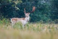 Fallow deer