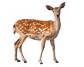 Fallow Deer Royalty Free Stock Photo