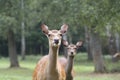 Fallow deer Royalty Free Stock Photo