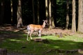 Fallow deer Royalty Free Stock Photo