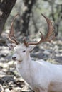 Fallow Deer