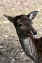 Portrait of a female deer Royalty Free Stock Photo