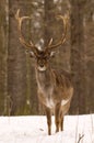 Fallow deer