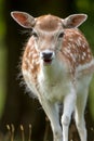 Fallow Deer