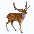 Fallow Deer with Antlers