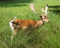 Fallow Deer with Antlers Royalty Free Stock Photo