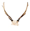 Fallow deer antlers Royalty Free Stock Photo