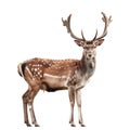 Fallow Deer with Antlers Standing Against Royalty Free Stock Photo