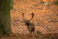 Fallow deer approaching on foliage in forest in autumn