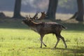 Fallow deer in Autumn