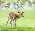 Cute fallow deer- baby animal