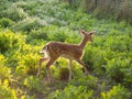 Fallow deer baby