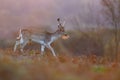 Fallow Deer Royalty Free Stock Photo