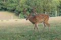 Fallow deer with beautiful antlers