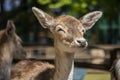 Fallow Deer Royalty Free Stock Photo