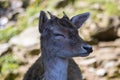 Fallow Deer Royalty Free Stock Photo