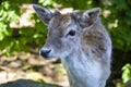 Fallow Deer Royalty Free Stock Photo