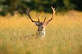 fallow deer with big anters looking on field in sunlight Royalty Free Stock Photo