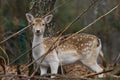 Fallow deer in the branches of a wood watching me