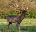 Fallow Deer Buck Royalty Free Stock Photo