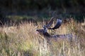 A fallow deer buck bellowing during the rut
