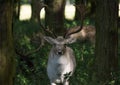 Fallow deer buck with big antlers standing in the woods Royalty Free Stock Photo