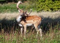 Fallow Deer Buck with bloody palmated antlers shedding their velvet.