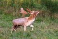 Fallow Deer Buck - Dama dama bellowing.