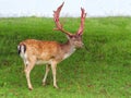 Fallow Deer Buck - Dama dama with bloody antlers.