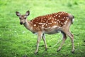 Fallow deer buck, Dama Dama, with big antlers walking through a green forest during Autumn season. Royalty Free Stock Photo