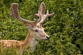 Fallow Deer Buck - Dama dama, England Royalty Free Stock Photo