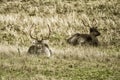 Fallow deer buck Dama dama