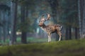 Fallow deer buck dama dama on grass in an autumn forest. Royalty Free Stock Photo