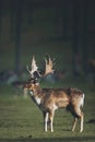 Fallow deer buck dama dama in sunlight on a forest meadow. Royalty Free Stock Photo