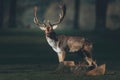 Fallow deer buck dama dama in sunlight on a forest meadow. Royalty Free Stock Photo