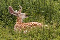 Fallow Deer Buck - Dama dama, Warwickshire, England. Royalty Free Stock Photo